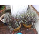 Three glazed garden pots planted with Lavender?