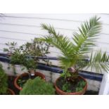 A palm tree in terracotta coloured pot and one oth