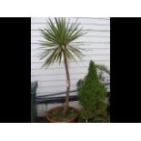 A palm tree in terracotta coloured pot