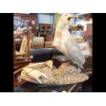 A stuffed and mounted seagull and crab