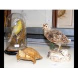 A 19th century taxidermy yellow canary under glass