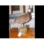 A taxidermy partridge