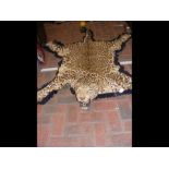 An early 20th century Leopard skin rug with head -