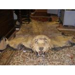 An early 20th century Lion skin rug with head - ba