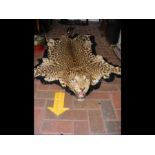 An early 20th century Leopard skin rug with head -