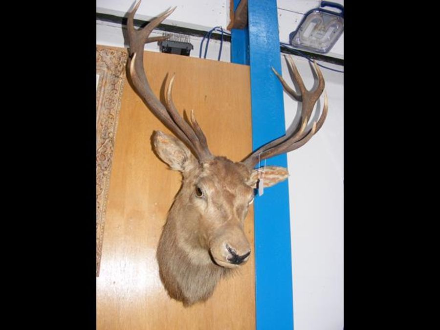 A stuffed and mounted Stag's head - 100cm