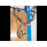A stuffed and mounted Stag's head - 100cm