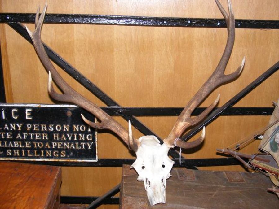 Old antlers - unmounted