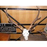 Old antlers - unmounted