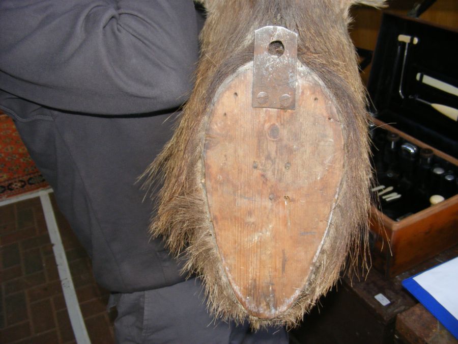 A stuffed and mounted Stag's head - 100cm - Image 3 of 3