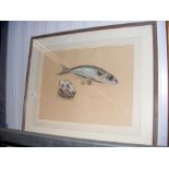 Original artwork of Mackerel and Oyster - signed by