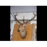 A stuffed and mounted Stag's head - 95cm