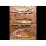 Four taxidermy fish