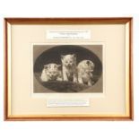 HERBERT DICKSEE 1862-1942 ORIGINAL PERIOD SIGNED MEZZOTINT ENGRAVING titled 'Three Little Kittens'