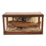 A LARGE GOOD QUALITY LATE 19TH CENTURY CASED TAXIDERMY PIKE the aesthetic style oak case with carved