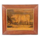 AN EARLY 19TH CENTURY PRINT ON CANVAS DEPICTING A "PORTRAIT OF AN OX" 43cm high 54cm wide mounted in
