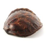 A 19TH CENTURY TURTLESHELL having good colour and patina 37cm by 34.5cm