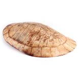 A 19TH CENTURY BLOND SEA TURTLE SHELL 33.5cm wide, 43.5cm long.