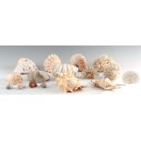 NATURAL HISTORY - A COLLECTION OF 16 VARIOUS SHELLS AND CORAL including nautilus, conch, clam and