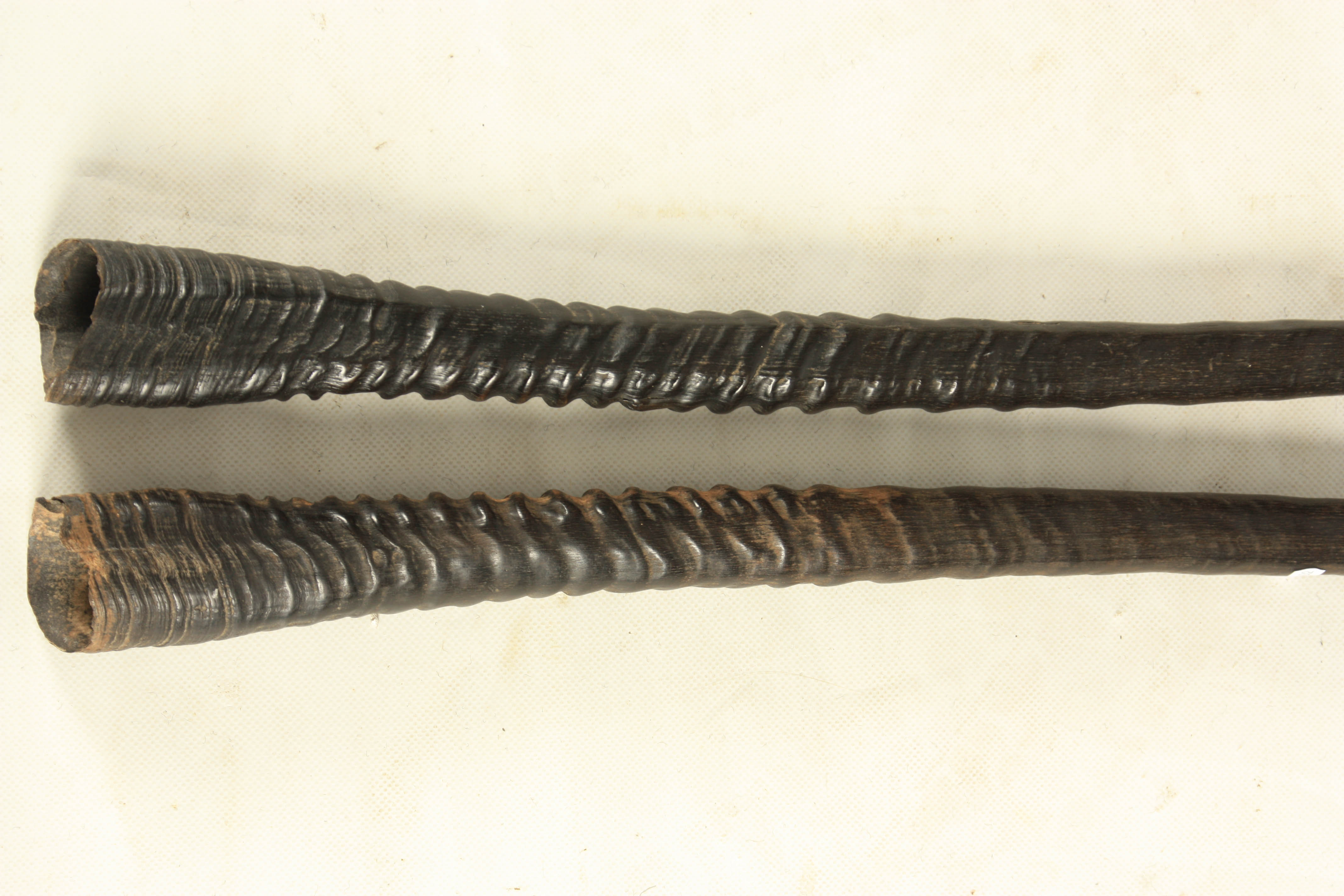 A LARGE PAIR OF 19TH CENTURY AFRICAN HORNS POSSIBLY OFF A GAZELLE 96cm overall - Image 2 of 3