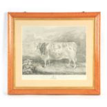 AN EARLY 19TH CENTURY ENGRAVING OF THE CRAVEN HEIFER 1812 An excellent engraving of the Craven