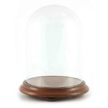 A LARGE LATE 19TH CENTURY CIRCULAR GLASS DOME on heavy moulded mahogany base raised on squat bun