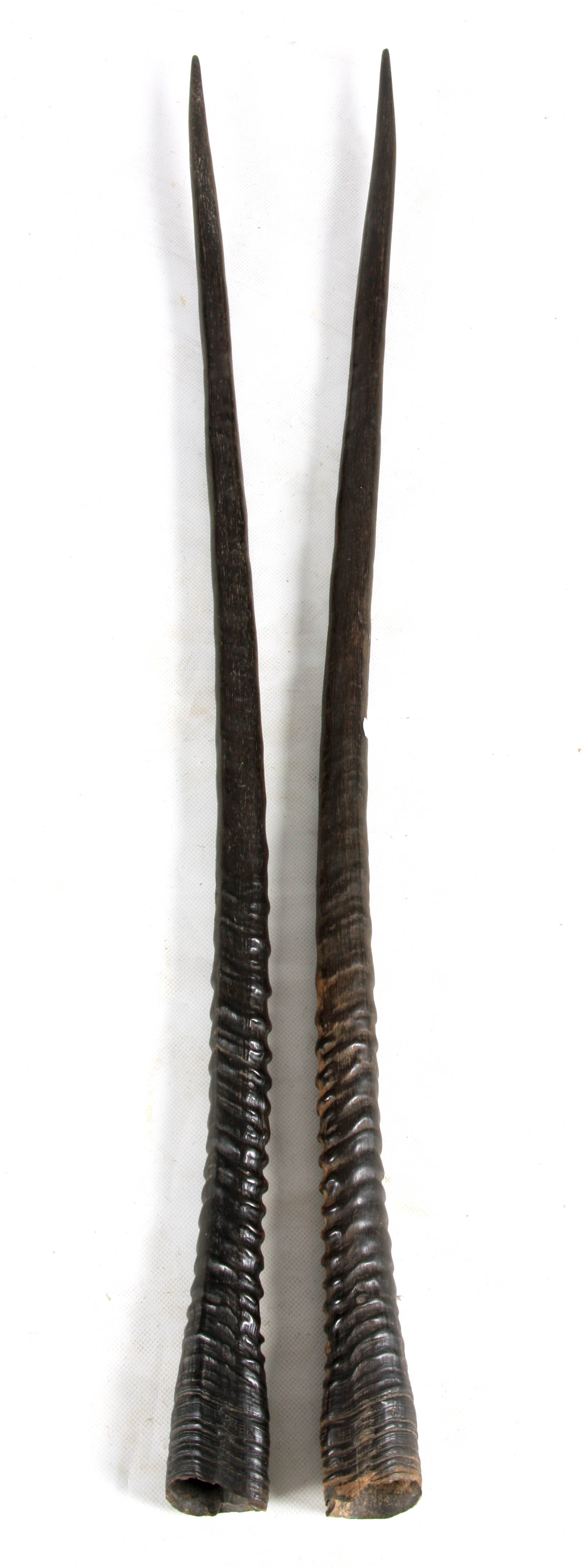 A LARGE PAIR OF 19TH CENTURY AFRICAN HORNS POSSIBLY OFF A GAZELLE 96cm overall