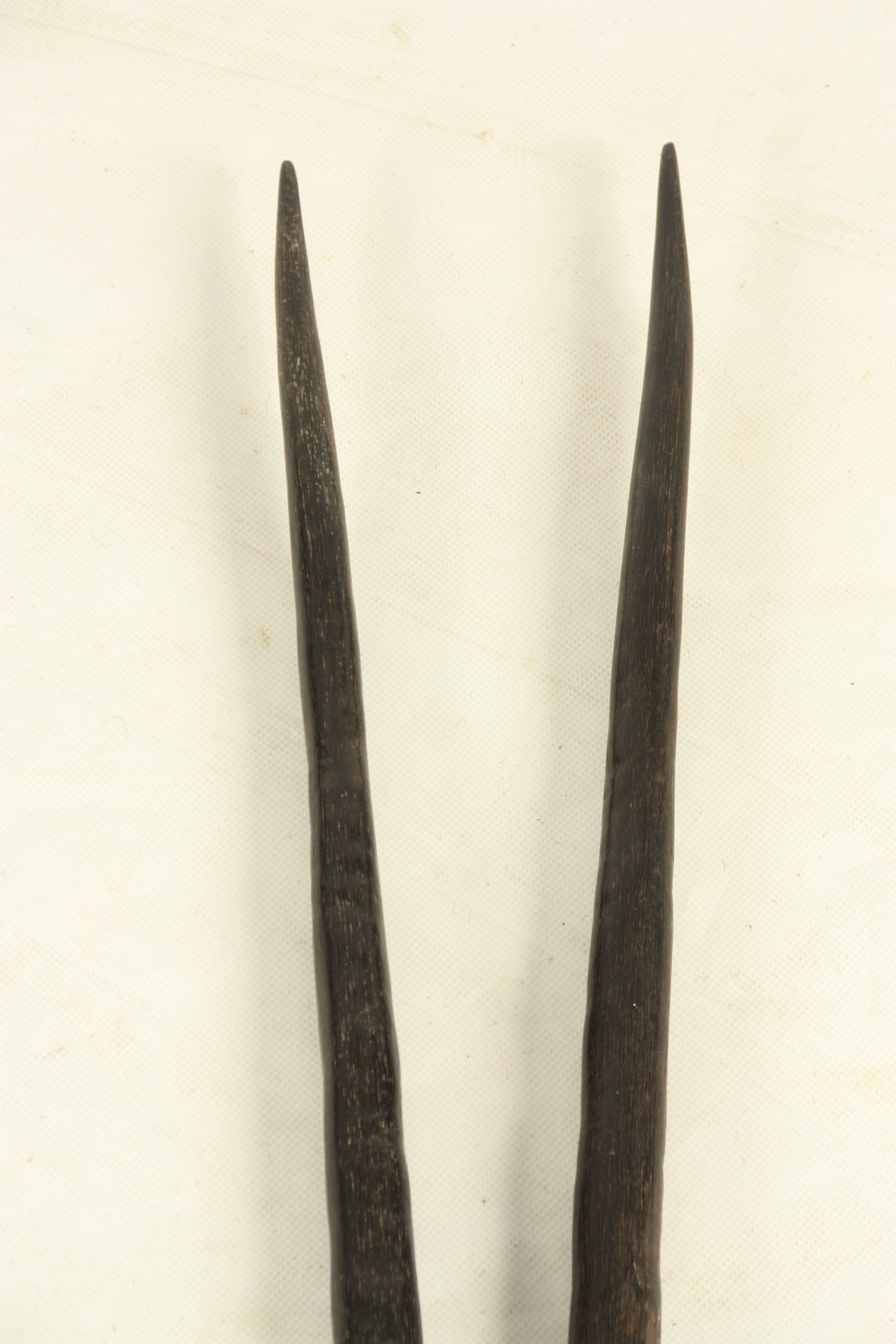 A LARGE PAIR OF 19TH CENTURY AFRICAN HORNS POSSIBLY OFF A GAZELLE 96cm overall - Image 3 of 3