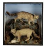 A 19TH CENTURY TAXIDERMY SPECIMEN OF A PAIR OF SCOTTISH WILDCATS WITH PTARMIGAN