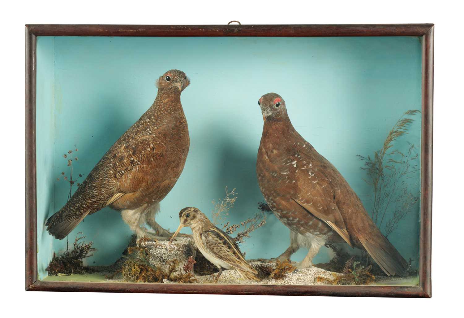 A 19TH CASED TAXIDERMY SPECIMEN OF TWO RED GROUSE AND A JACK SNIPE