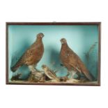 A 19TH CASED TAXIDERMY SPECIMEN OF TWO RED GROUSE AND A JACK SNIPE