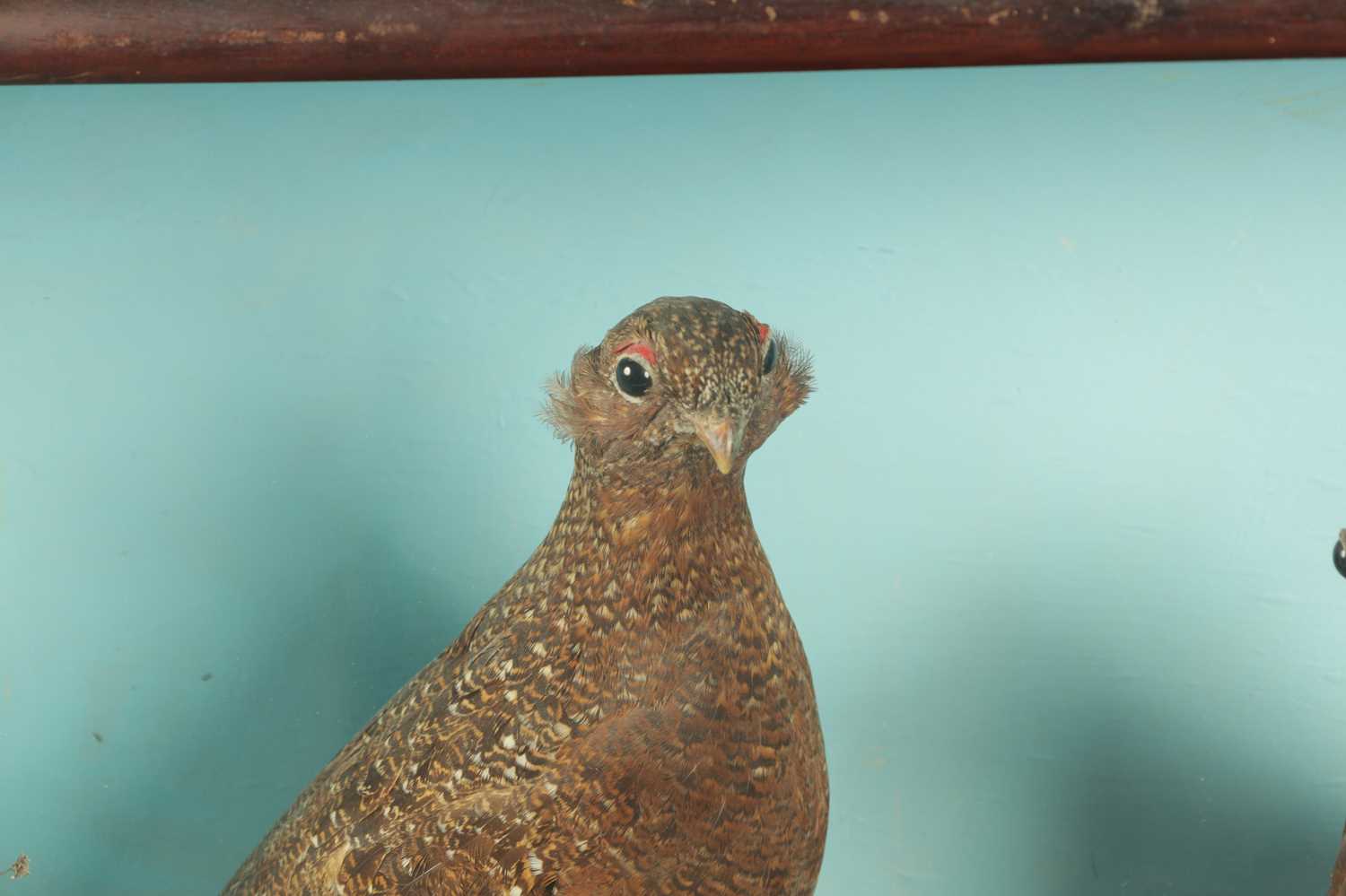 A 19TH CASED TAXIDERMY SPECIMEN OF TWO RED GROUSE AND A JACK SNIPE - Image 2 of 4