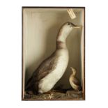 A 19TH CENTURY TAXIDERMY SPECIMEN OF A GREAT NORTHERN DIVER WITH CHICK