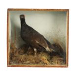 A 19TH CENTURY TAXIDERMY SPECIMEN OF A MALE BLACK GROUSE