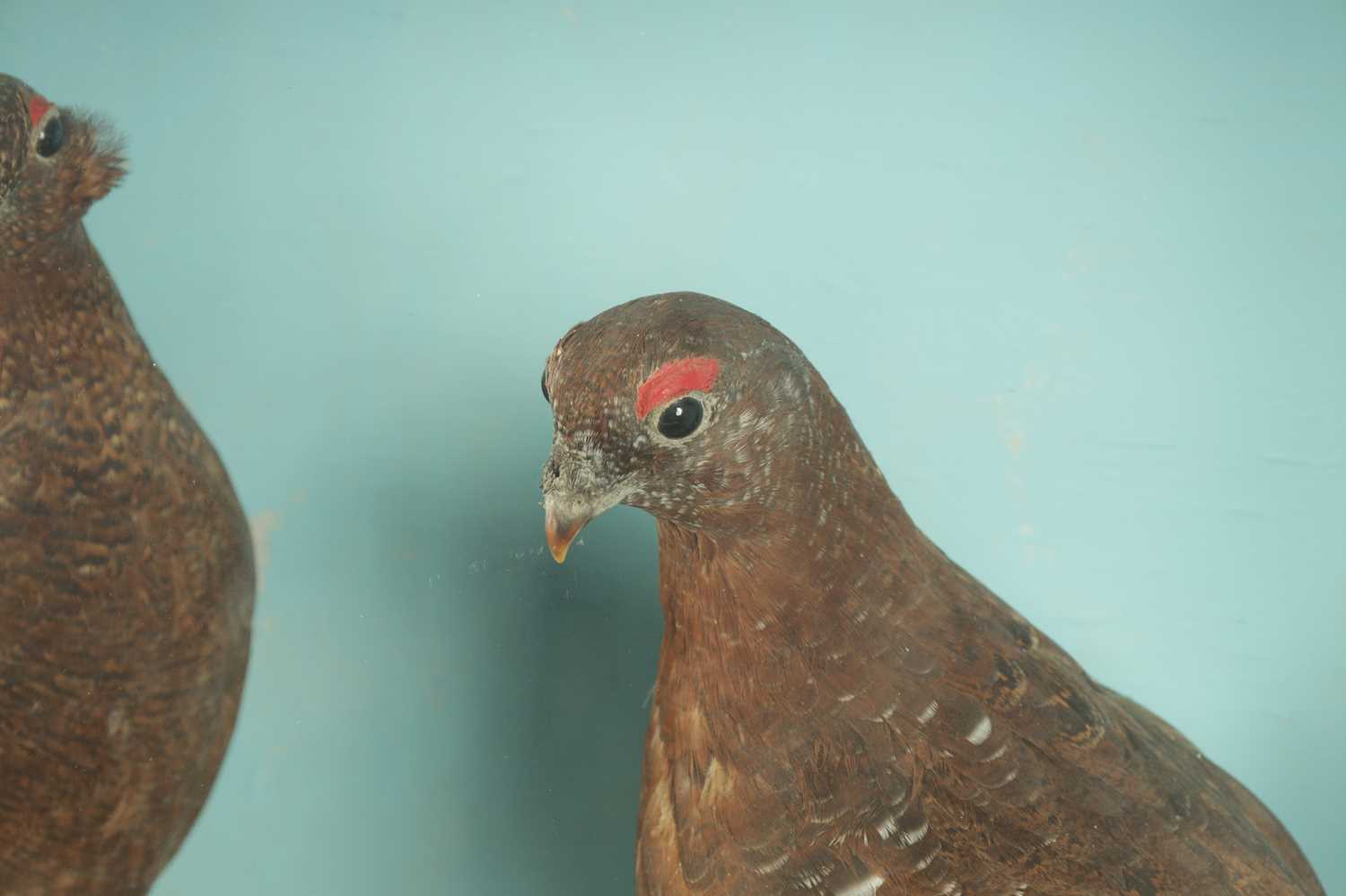 A 19TH CASED TAXIDERMY SPECIMEN OF TWO RED GROUSE AND A JACK SNIPE - Image 4 of 4