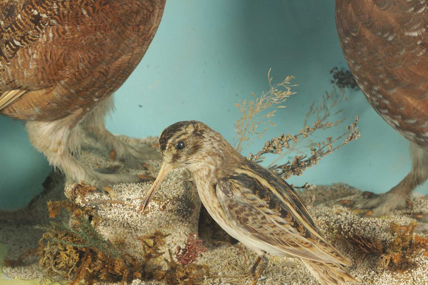 A 19TH CASED TAXIDERMY SPECIMEN OF TWO RED GROUSE AND A JACK SNIPE - Image 3 of 4