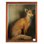 A 19TH CENTURY TAXIDERMY SPECIMEN OF A FOX