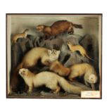 A 19TH CENTURY TAXIDERMY SPECIMEN OF 3 PINE MARTENS WITH STOAT ETC. LISTED ON REVERSE