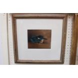 Framed watercolour entitled 'Brooding Female Kingfisher' by Colin Chandler dated 1993. 15 x 12cm