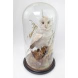 Taxidermy of a Barn Owl in Naturalistic setting, covered glass dome and wooden circular base. 49cm