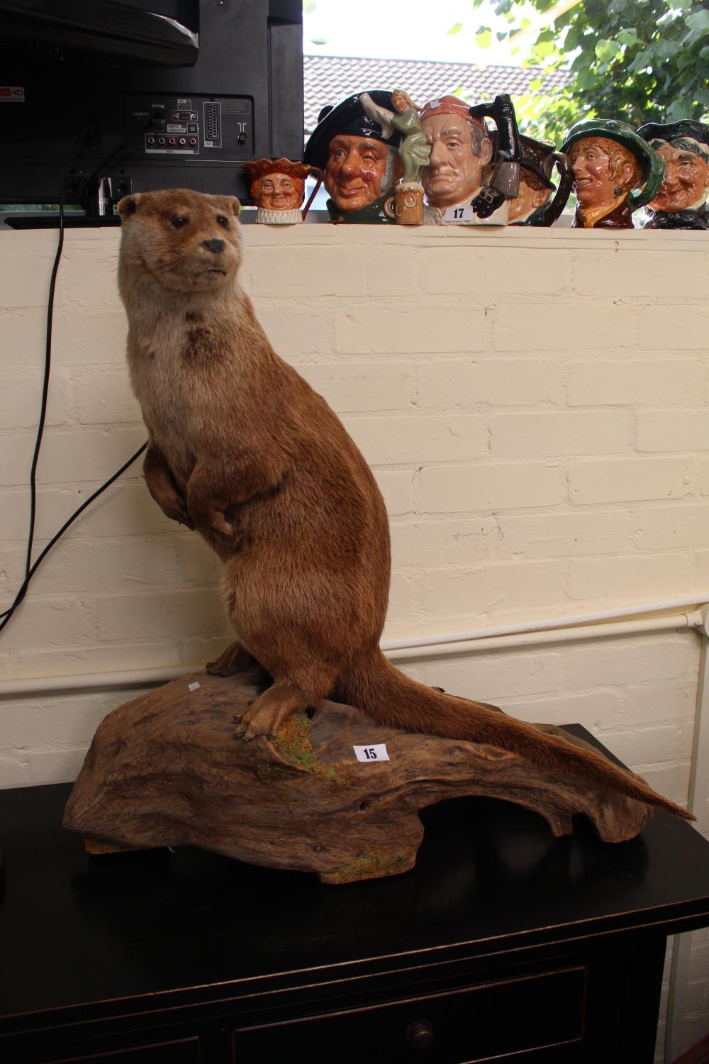 Large Taxidermy of a Otter on wooden naturalistic base. 70cm in Height