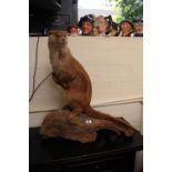 Large Taxidermy of a Otter on wooden naturalistic base. 70cm in Height