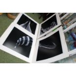 Set of 5 mounted 'Feather' close up photographic prints, signed to bottom right and dated 2012. 69 x