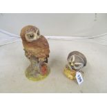 An Aynsley little owl and Tawny owl
