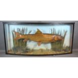 A Taxidermy Barbel, caught by E R Brittain, Christchurch, 7lbs dated 1901 within bow glazed cabinet,