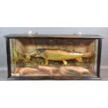 A Taxidermy Trout, caught on the Derbyshire Wye by J W Cox dated 1918 within glazed cabinet, 64
