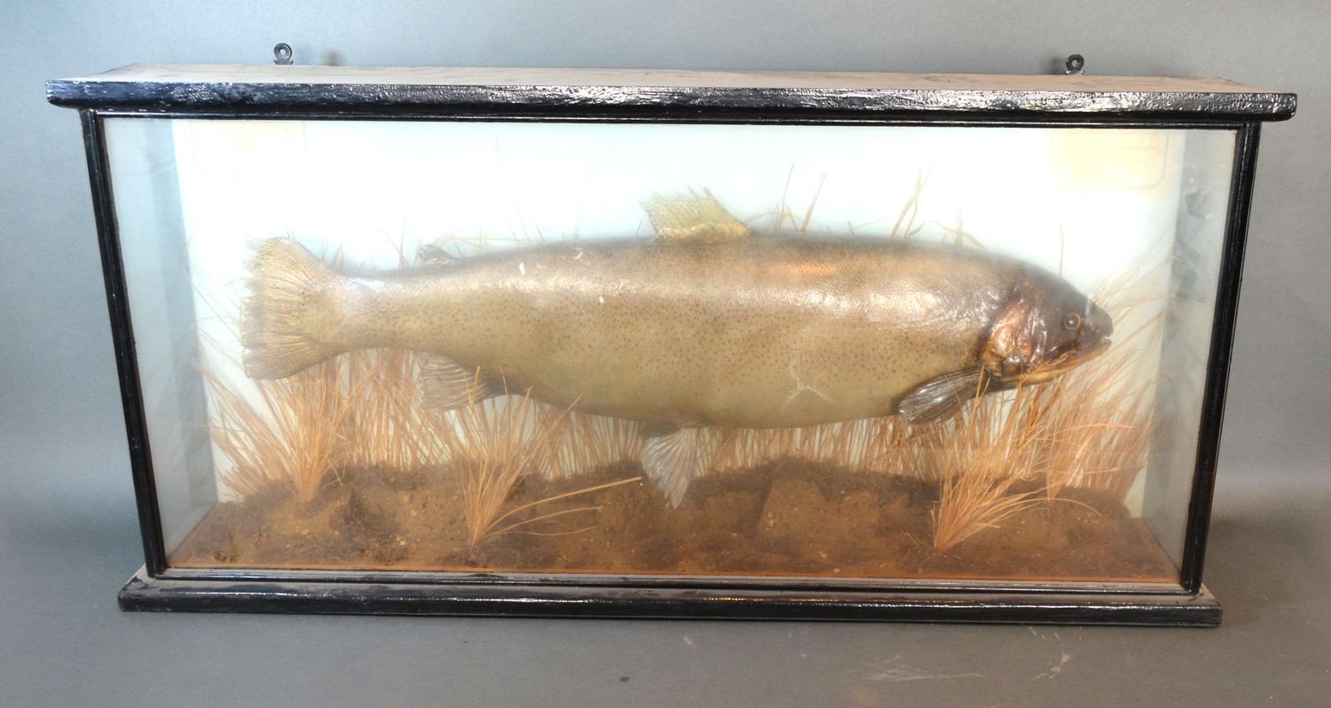 A Taxidermy model of a Rainbow Trout within glazed case, dated 1975, bearing late S.T. Strath, 87cms