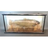 A Taxidermy model of a Rainbow Trout within glazed case, dated 1975, bearing late S.T. Strath, 87cms