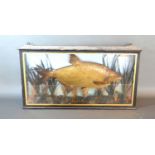 A taxidermy model of a Bream within glazed case, bearing label dated 1899, 59cms wide, 12cms deep,