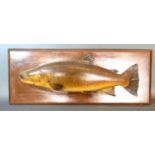 A carved half model of a trout bearing label C. Farlow and Co. Limited, 85cms wide, 35cms high